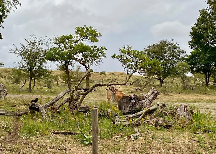 Surfers Paradise Tiny House